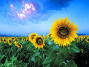 sunflowers dawn cordoba spain